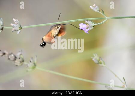 Macro fotografia di un esemplare isolato di falco-falco di colibrì (Macroglossum stellatarum), della famiglia degli Sphingidae, una falena che si nutre di volare Foto Stock