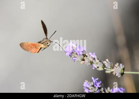 Macro fotografia di un esemplare isolato di falco-falco di colibrì (Macroglossum stellatarum), della famiglia degli Sphingidae, una falena che si nutre di volare Foto Stock