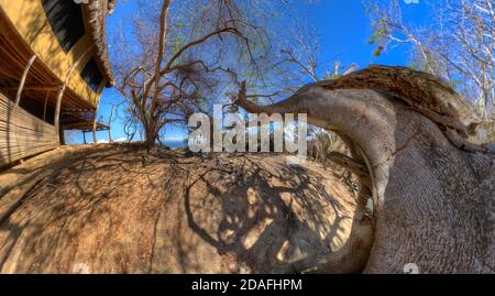 Un enorme tronco di albero di fronte a una vecchia capanna. Posizione pittoresca persi nel mezzo del tropicale Sud Americana giungla di costa.. Foto Stock