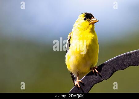 Ritratto di un Goldfinch americano appollaiato su un palo Foto Stock