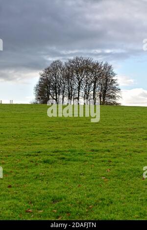 Un piccolo gruppo di alberi, o una serie di alberi decidui sulla cima di una collina in inverno Sussex UK Foto Stock