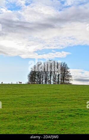 Un piccolo gruppo di alberi, o una serie di alberi decidui sulla cima di una collina in inverno Sussex UK Foto Stock