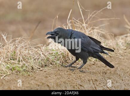 Large-billed Crow (Corvus macrorhynchos japonensis) adult wet after bathing  Arasaki, Kyushu, Japan        March Stock Photo