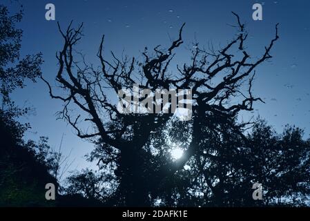 Forme angolari ed astratte formate dal riflesso di a. albero sulla superficie di un fiume ancora Foto Stock