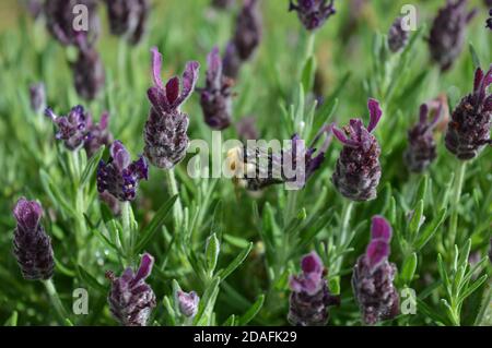 Ape su lavanda impianto di raccolta Pollen Foto Stock