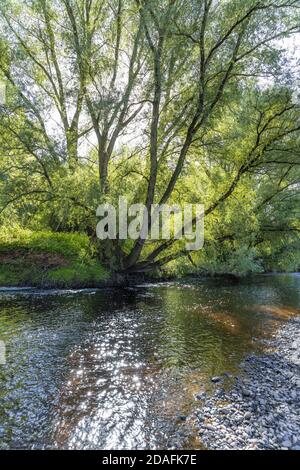 Un vecchio salice sulle rive del fiume Irthing che scorre oltre il villaggio di Irthington, Cumbria UK