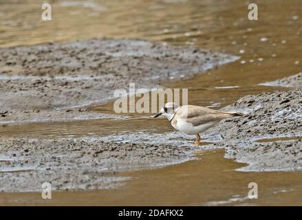 Plover a lunga fattura (Charadrius placidus) adulto in piedi nel fiume fangoso Kyushu, Giappone Marzo Foto Stock