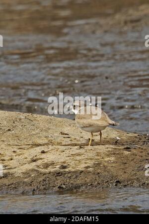 Plover (Charadrius placidus) adulto che si trova sull'isola nel fiume Kyushu, Giappone Marzo Foto Stock