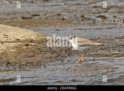 Plover (Charadrius placidus) adulto che si trova sull'isola nel fiume Kyushu, Giappone Marzo Foto Stock