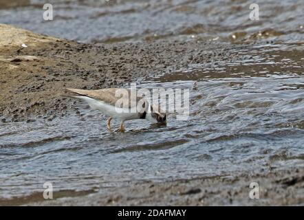 Plover a lunga fattura (Charadrius placidus) che nutrono adulti nel fiume Kyushu, Giappone Marzo Foto Stock