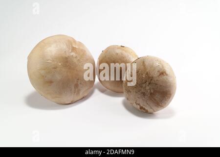Imbuto agarico o nuvola nuvoloso su sfondo bianco, vista dal basso. In Clitocibe nebularis Latina. Questo fungo è molto aromatico. Foto Stock