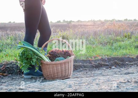 Cesto di vimini riempito con verdure fresche posate a terra, vicino alle gambe della donna. Freschezza dal mercato locale o dal proprio concetto di giardino. Foto Stock