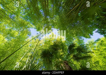 Bambù visto dalla terra. Foto Stock