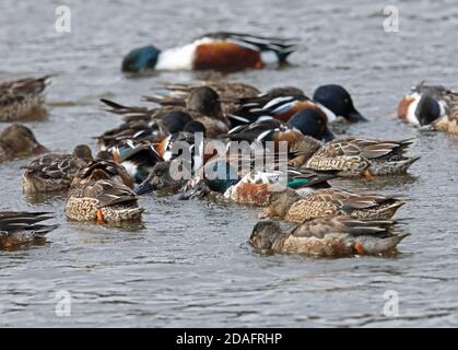 Northern Shoveler (Spatula clypeata) adults in feeding frenzy   Japan               March Stock Photo