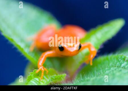 Golden mantella (rana Mantella auriantiaca), Madagascar Foto Stock