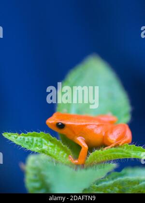 Golden mantella (rana Mantella auriantiaca), Madagascar Foto Stock