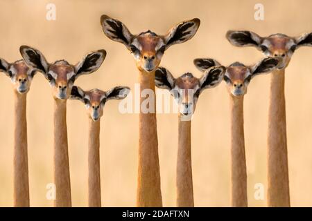 Gerenuk, conosciuto anche come gazelle giraffe, Samburu, Kenya Foto Stock