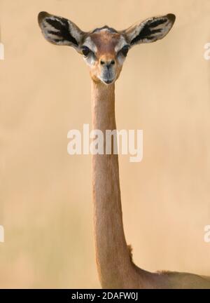 Gerenuk, conosciuto anche come gazelle giraffe, Samburu, Kenya Foto Stock