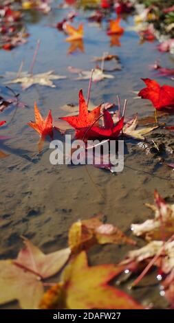 Foglie di acero rosso colorato che giacciono all'interno di una pozza come un simbolo per l'autunno Foto Stock