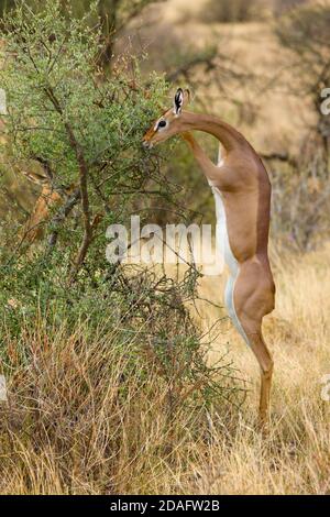 Gerenuk, conosciuto anche come gazelle giraffe, Samburu, Kenya Foto Stock