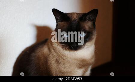 Gatto Siamese con occhi blu brillante che guardano amichevole Foto Stock