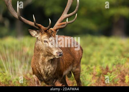 Primo piano di un Red Deer durante la stagione di rutting in autunno, Regno Unito. Foto Stock