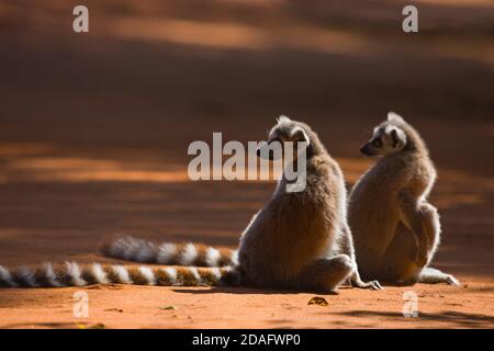 Lemuri a coda d'anello (catta di Lemur), Parco Nazionale di Berenty, Madagascar Foto Stock