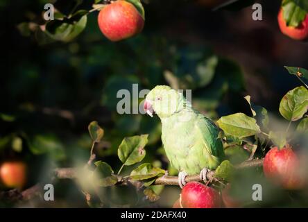 Primo piano di un Parakeet con collo ad anello che mangia mele su un albero di mele nel giardino, Regno Unito. Foto Stock