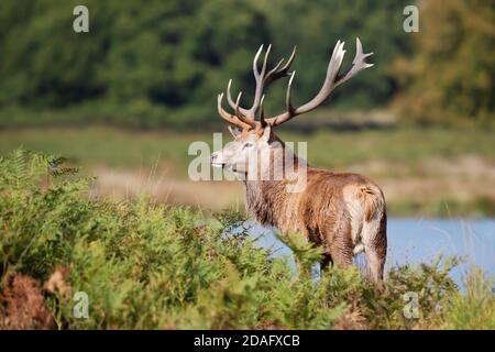 Primo piano di un Cervo rosso in piedi vicino a uno stagno durante la stagione di rutting in autunno, Regno Unito. Foto Stock