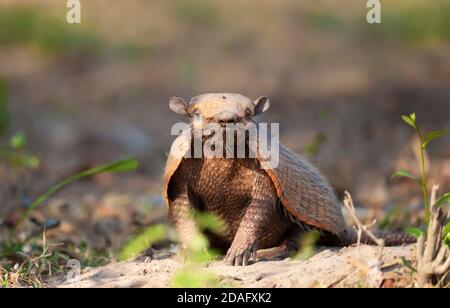 Primo piano di un armadillo a sei bande (Euphractus sexcinctus) nel Pantanal del Sud, Brasile. Foto Stock