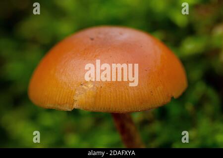 Galerina marginata Foto Stock