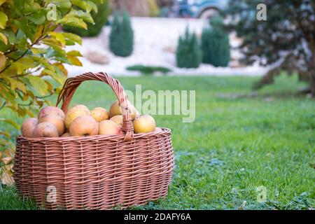 Mele nel cesto di vimini appena raccolte dal giardino. Adagiato sull'erba. Frutta fresca fatta in casa senza concimazione. Qualità organica. Foto Stock