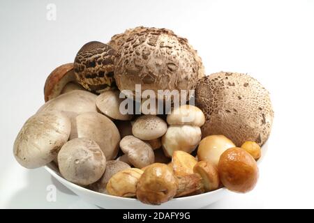 I funghi si mescolano su sfondo bianco. Ci sono queste specie - agarico nuvoloso, fungo parazol, bolete estivo, Suillus luteus e Leccinum Rufum Foto Stock