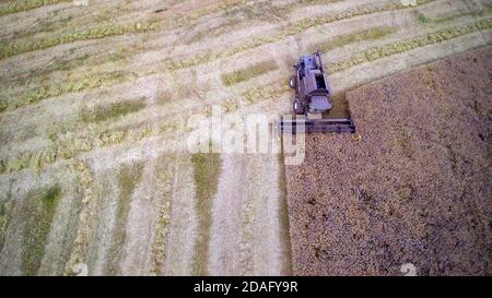 Vista dall'alto della mietitrebbia, raccolta di un campo di grano. Foto Stock