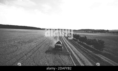 Vista dall'alto della mietitrebbia, raccolta del campo di grano nelle giornate estive soleggiate, in bianco e nero. Foto Stock