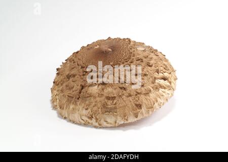 Il fungo del parasolo ( Macrolepiota procera ) su sfondo bianco, è completamente cresciuto pezzo perché è ben sviluppato, meglio per tostare Foto Stock