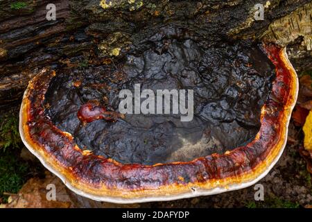 Fomitopsis pinicola Foto Stock