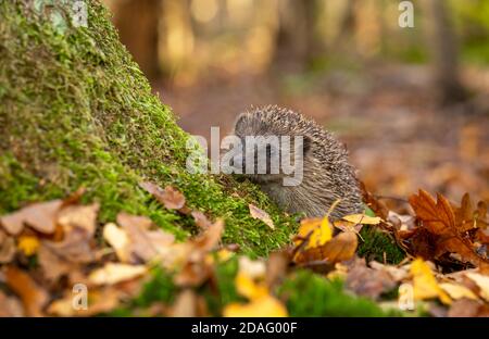 Hedgehog (nome scientifico: Erinaceus Europaeus). Riccio selvatico, nativo, europeo in autunno che piange su un ceppo di alberi coperto di muschio verde. Spazio di copia Foto Stock