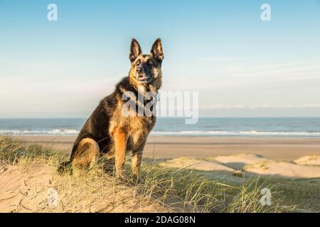 Focus sulla testa dritto nell'obiettivo guardando il cane Pastore tedesco posa nella calda luce dell'alba sulla cima delle dune Costa olandese con la spiaggia sulla Nor Foto Stock