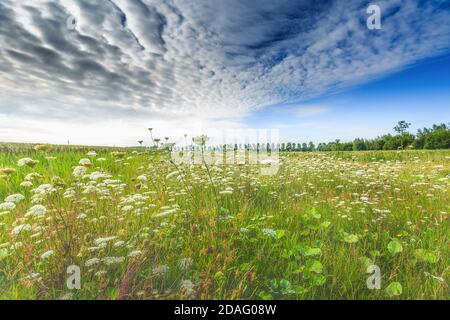 Carota selvatica, Daucus carota, in prato con piante selvatiche sullo sfondo cielo blu profondo con drammatsich nube strada scura Foto Stock