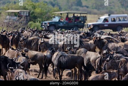 Safari jeep guardando migrazione Wildebeest, Masai Mara, Kenya Foto Stock