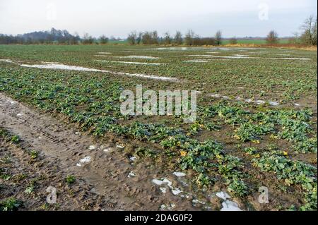 le prime gelate su campi agricoli, gelo e neve sul campo di colza, campi di colza in autunno e inverno Foto Stock