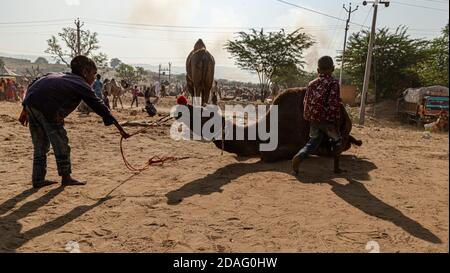 un ragazzino sta giocando con il suo cammello. Foto Stock