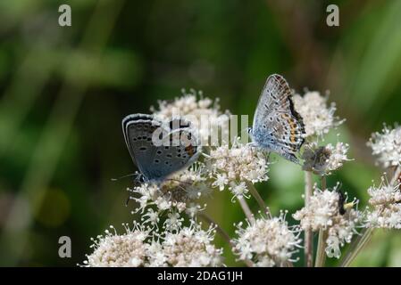 Il Plebejus idas, il blu o il blu del nord, è una farfalla della famiglia Lycaenidae. Foto Stock