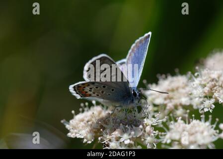 Il Plebejus idas, il blu o il blu del nord, è una farfalla della famiglia Lycaenidae. Foto Stock