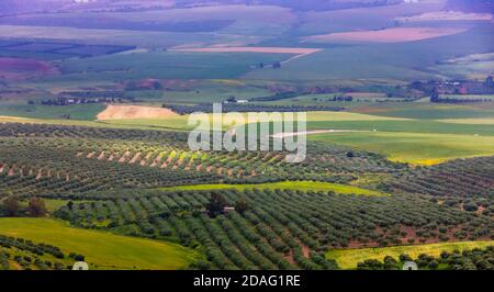 Piantagione di ulivi, Thugga, Tunisia Foto Stock