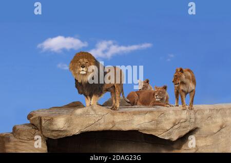 Tre leoni adulti su una roccia rocciosa con cielo blu e clounds bianco chiaro sullo sfondo. Un leone maschio e una leonessa in piedi e due leonesse che giacciono. C Foto Stock