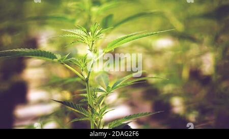 Foglie di marijuana, pianta di cannabis in fattoria, sfondo. Foto Stock