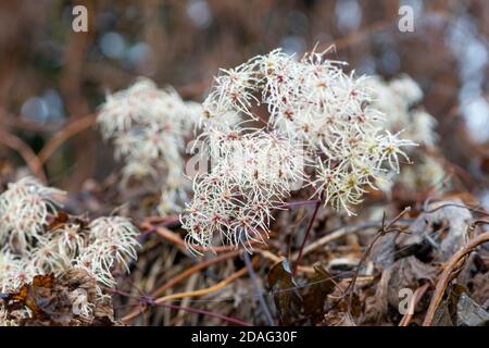 Clematis appassito con gocce di pioggia. Concetto autunnale. Foto Stock