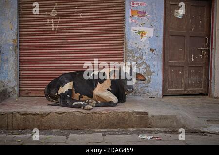 Varanasi, India, dicembre 2015. Una mucca sacra in una strada cittadina. Foto Stock